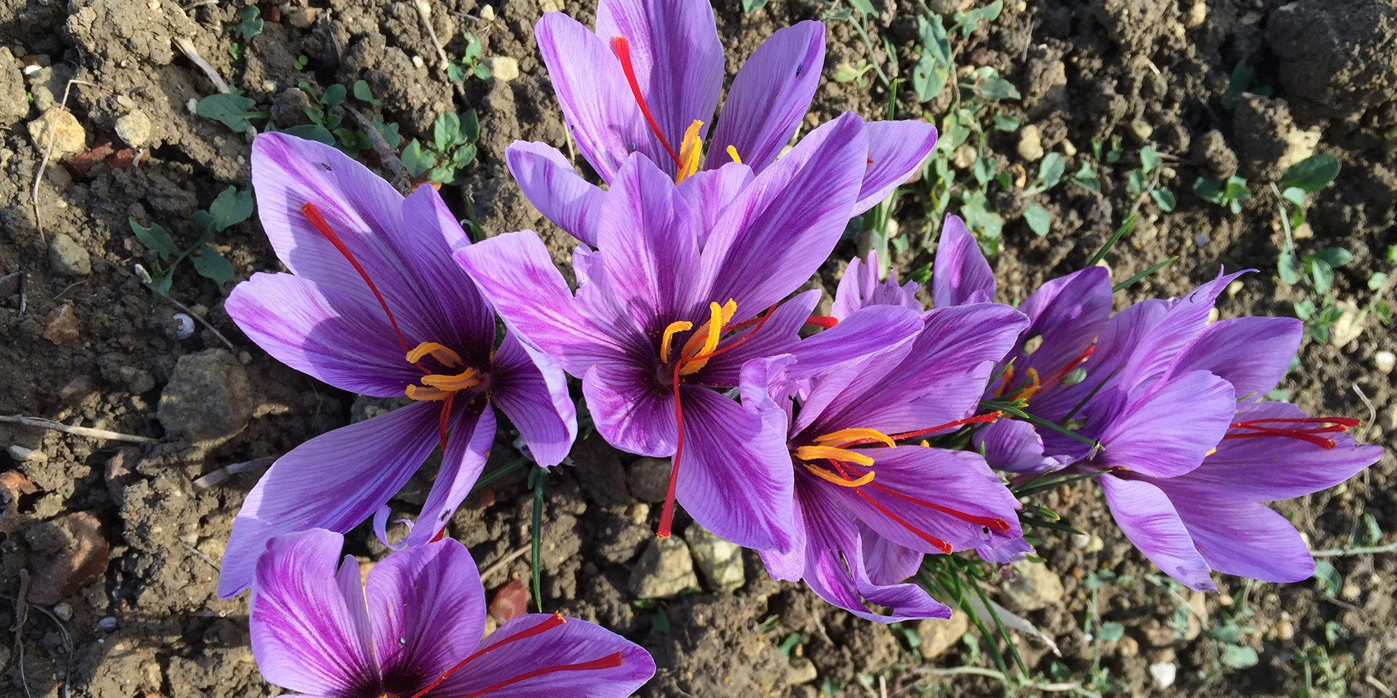 Fleurs de safran - Safran de Filsoie en Vienne